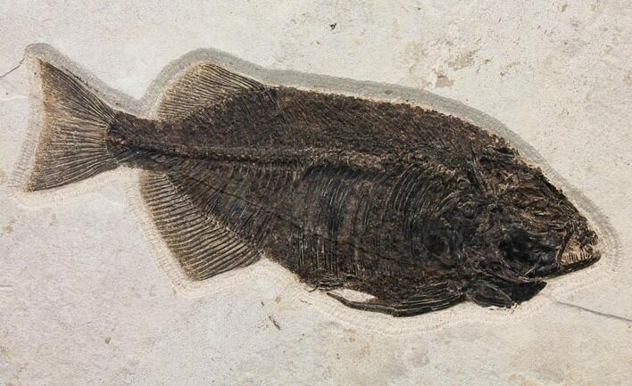 Huge, Fossil Fish (Phareodus) - Exceptional Specimen! #144007